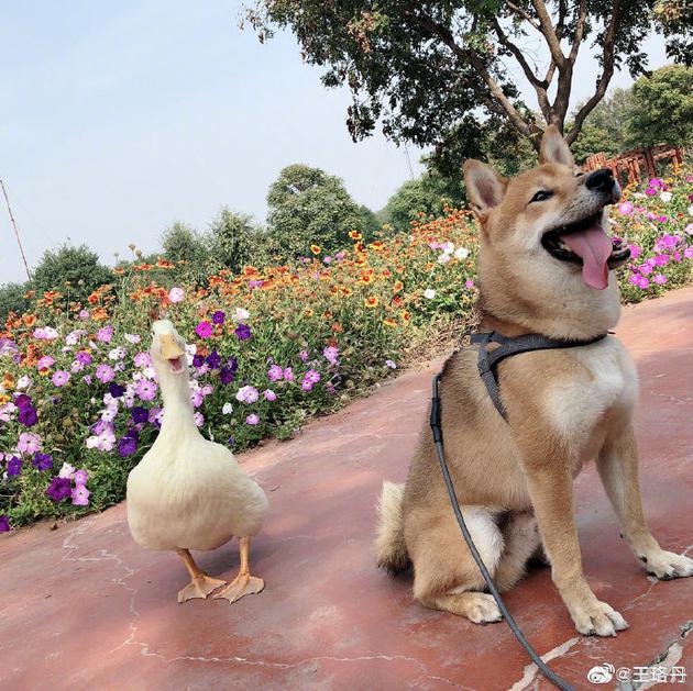 王珞丹帮同事发布寻鸭启示 可惜宠物鸭已被食用