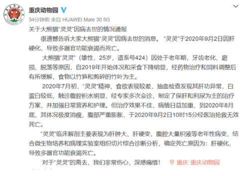 重庆动物园25岁大熊猫灵灵去世  经医治抢救无效死亡
