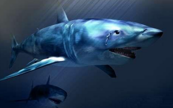 德州美天炸金花从鱼到鲨鱼的进化