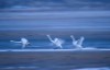 【美天棋牌】天鹅从西伯利亚成群飞到山东威海小渔村