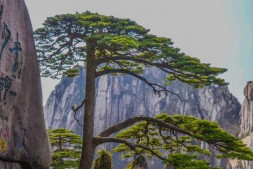 【美天棋牌】中国最古老的10颗大树:最后一棵见证了华夏之路！