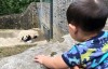 【美天棋牌】张歆艺儿子沉迷看熊猫 不肯回家被妈妈吐槽