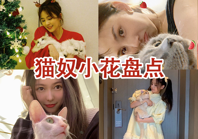 娱乐圈资深猫奴小花盘点 谁才是爱猫狂人？